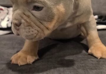 Female american bully lilac Tri
