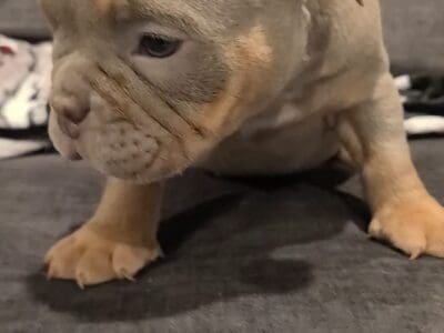 Female american bully lilac Tri