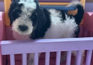 F1B Aussiedoodles