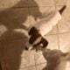 Cookie (beagle and jack russel terrier mix)
