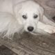Great Pyrenees’ and white Labrador puppies!