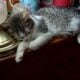 Maine Coon Mix Kittens need good Homes