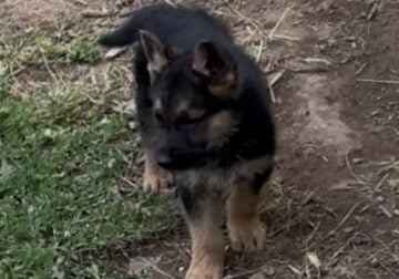 Beautiful GSD puppies