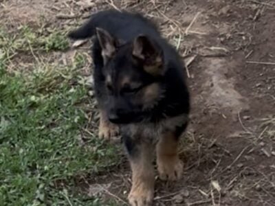 Beautiful GSD puppies