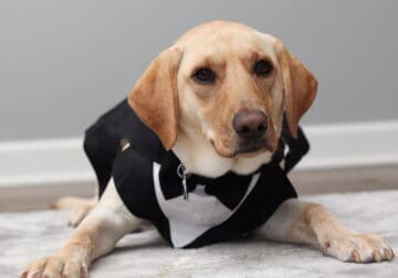 Adorable lab simbha