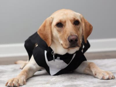 Adorable lab simbha