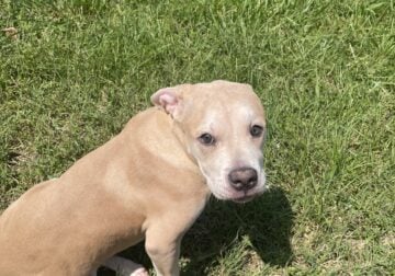 Merle Bully Pit Puppies – Xero