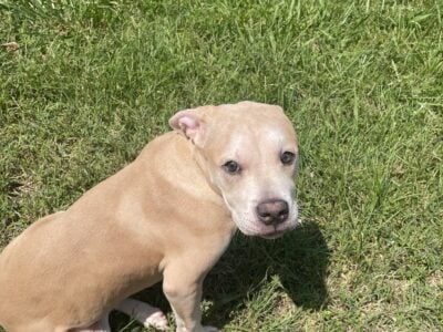 Merle Bully Pit Puppies – Xero