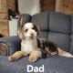 Mini Bernedoodle puppy Angel