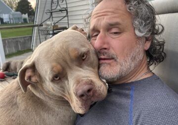American Bully xl
