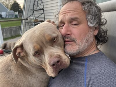 American Bully xl