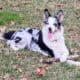 ABCA – Full Intact Registered Border Collie