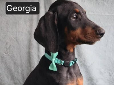 JULY 4TH SALE! “Georgia”