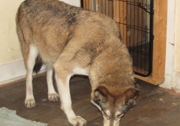 wolves for sale