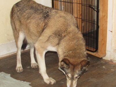 wolves for sale