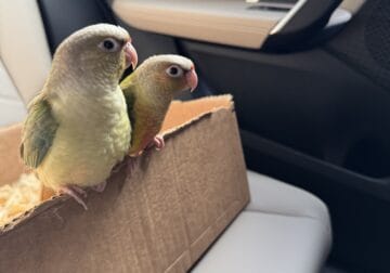 bonded pair of conures