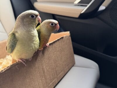 bonded pair of conures