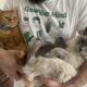 Siamese ragdoll