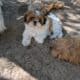 Shih Tzu pups