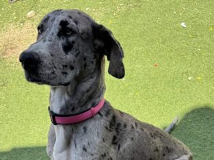 Great Dane