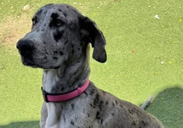 Great Dane