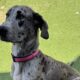 Great Dane