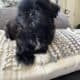 Shih tzu puppies