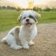 Shih Tzu Puppies looking for forever home
