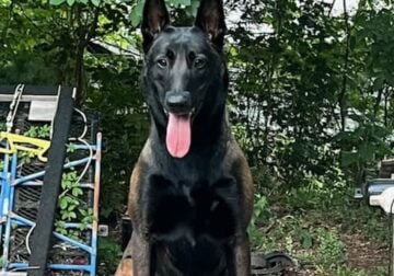 Belgian Malinois puppies for sale