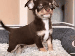 Teacup Chihuahua