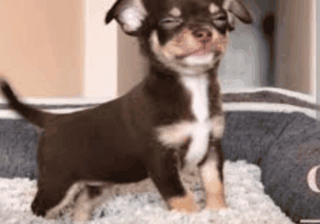 Teacup Chihuahua