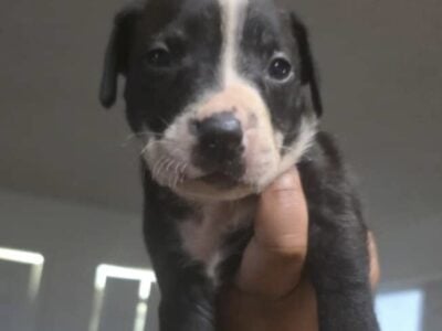3 beautiful pups