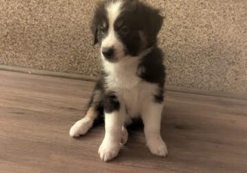 Registered Australian Shepherd puppies for sale