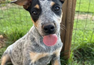 Blue heeler puppies