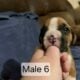 AKC Boxer Puppies for sale