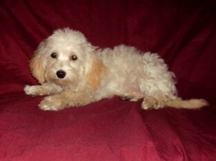 Sale- Cisco, MaltiPoo male, non-shedding & smart