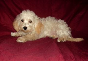Sale- Cisco, MaltiPoo male, non-shedding & smart