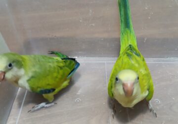 Tame Quakers