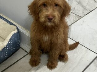 F1b Labradoodle
