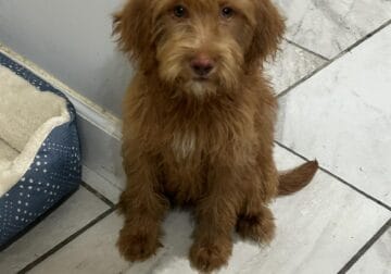 F1b Labradoodle