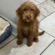 F1b Labradoodle