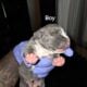 Blue Merle Puppys 5/11/25