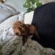 ANNIE Female F1B Toy Goldendoodle puppy