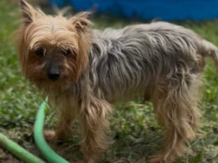 !!NEEDS HOME FAST!! 9 year old Yorkshire for sell