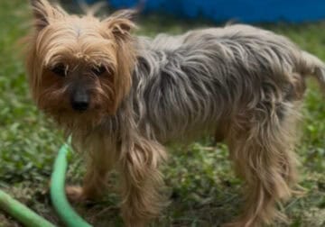 !!NEEDS HOME FAST!! 9 year old Yorkshire for sell