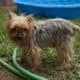 !!NEEDS HOME FAST!! 9 year old Yorkshire for sell