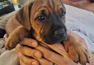 4 Puppies available