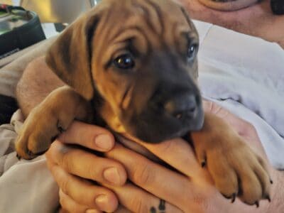 4 Puppies available