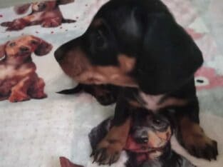 CKC Black&Tan Miniature Dachshund SCARLET