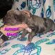 Italian Daniffs 50% Cane Corso 50% Great Dane